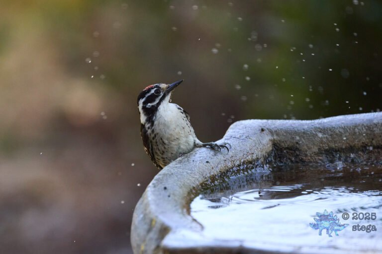 Nuttall’s Woodpecker