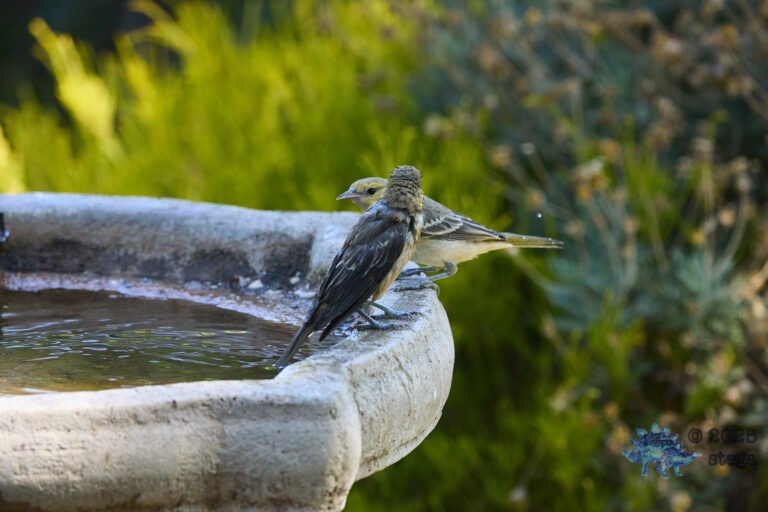 Bullock’s Oriole