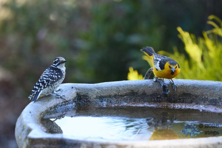 Nuttall’s Woodpecker, Bullock’s Oriole