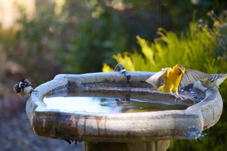 Nuttall’s Woodpecker, Bullock’s Oriole