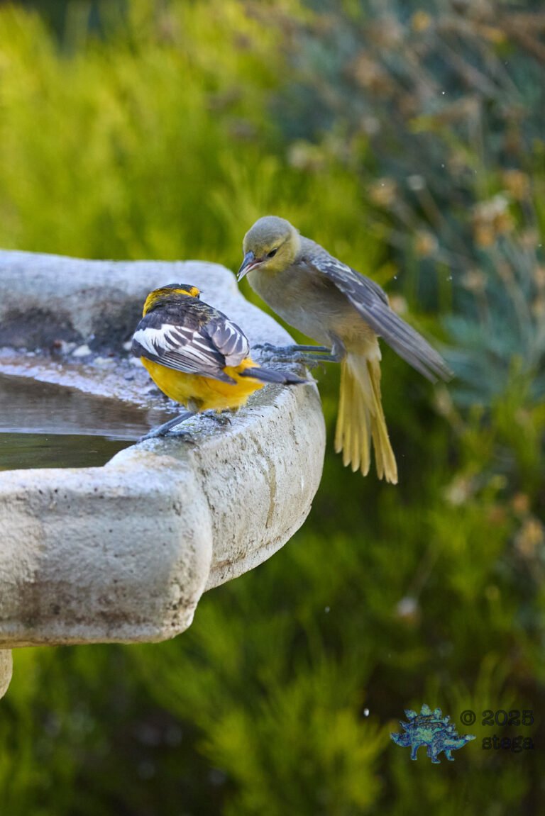 Bullock’s Oriole