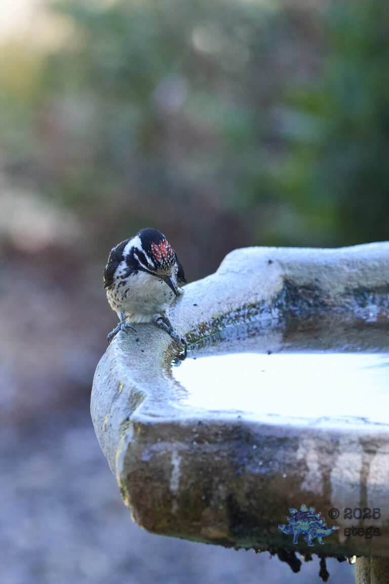 Nuttall’s Woodpecker