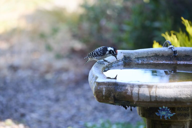 Nuttall’s Woodpecker