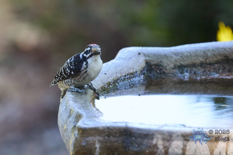 Nuttall’s Woodpecker