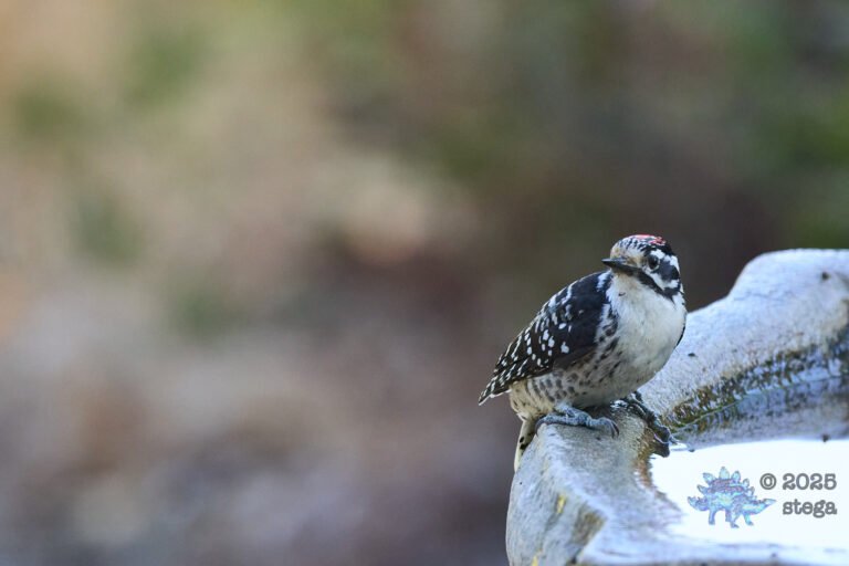 Nuttall’s Woodpecker