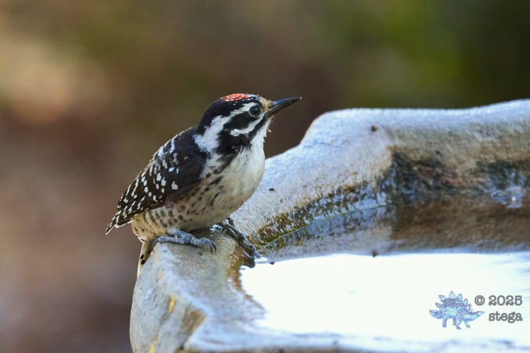 Nuttall’s Woodpecker