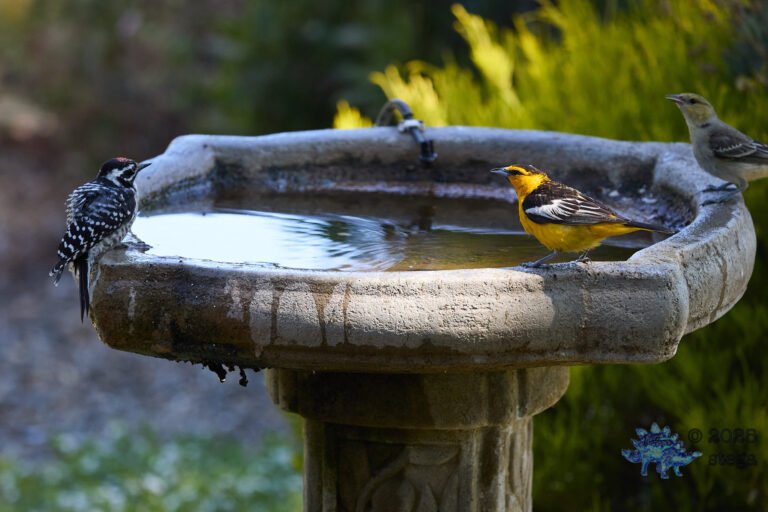 Nuttall’s Woodpecker, Bullock’s Oriole