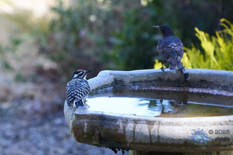 Nuttall’s Woodpecker, European Starling