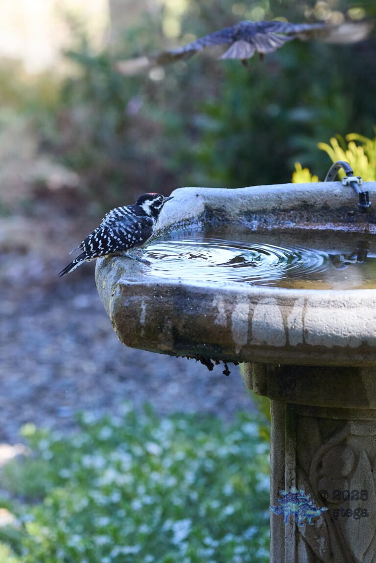 Nuttall’s Woodpecker
