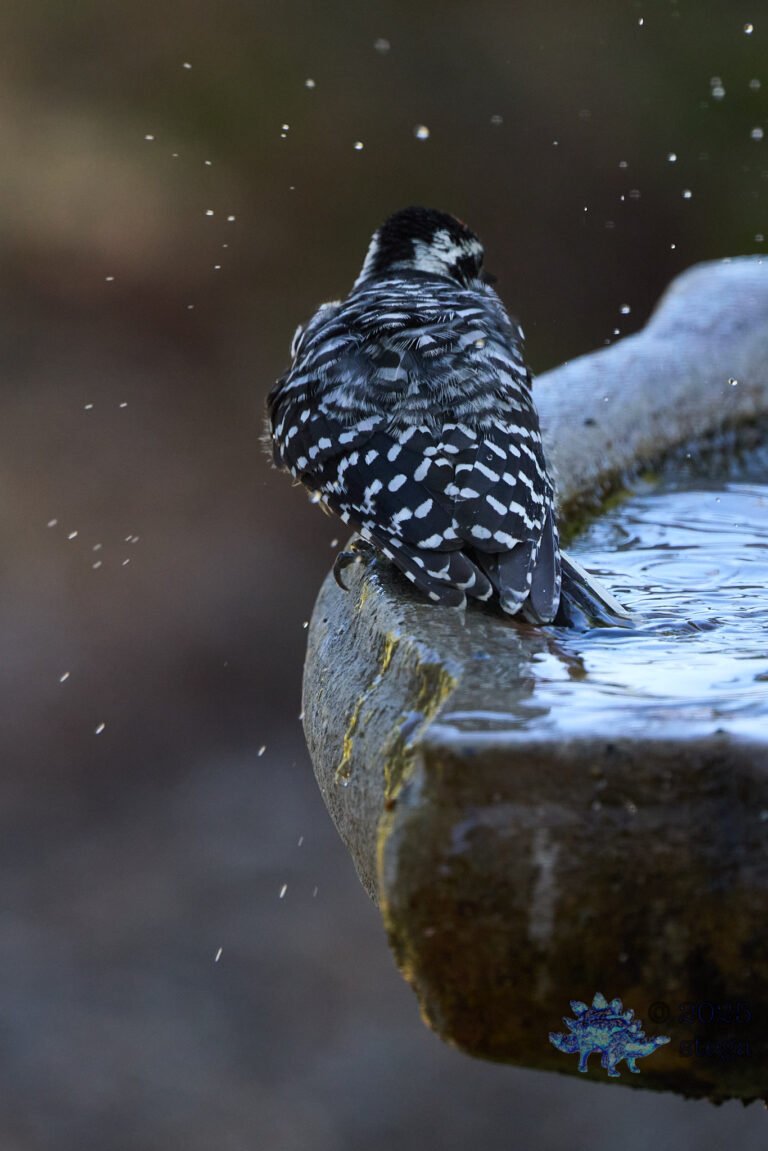 Nuttall’s Woodpecker