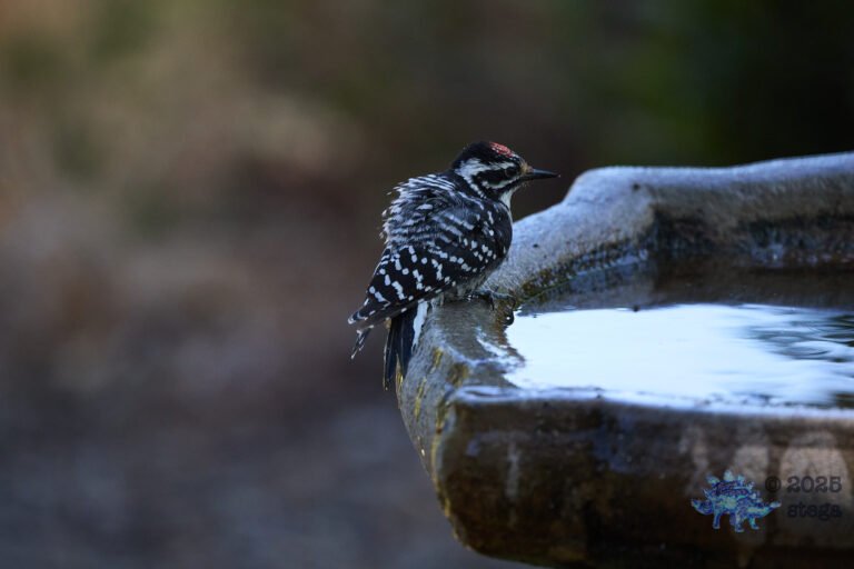 Nuttall’s Woodpecker