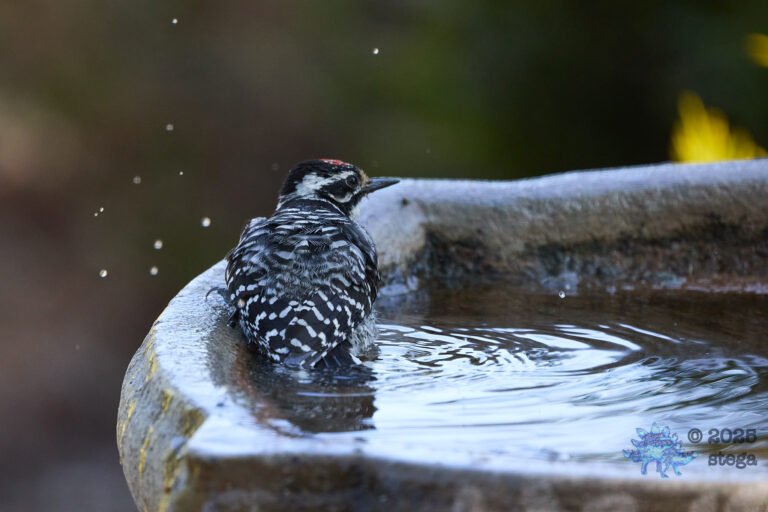 Nuttall’s Woodpecker