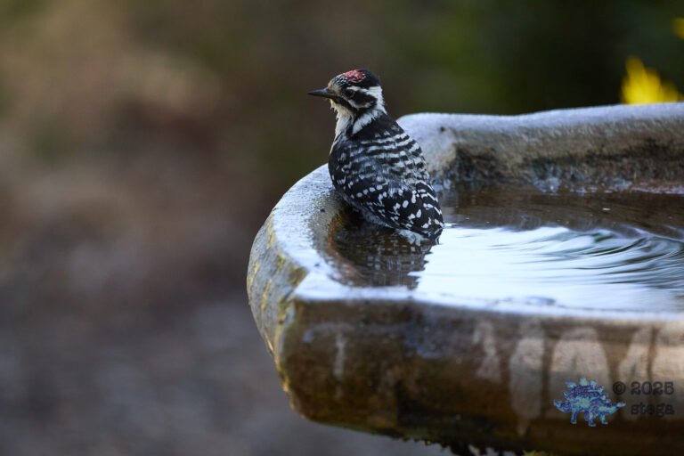 Nuttall’s Woodpecker