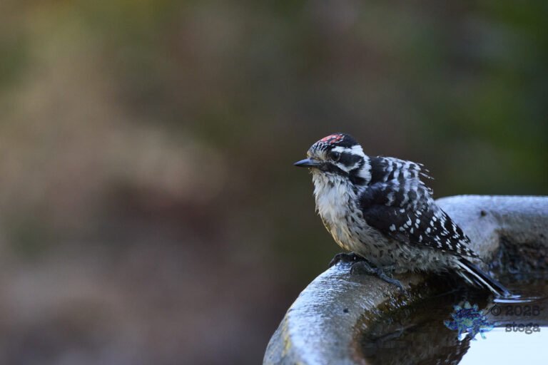 Nuttall’s Woodpecker