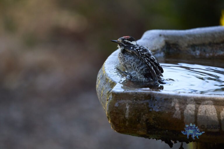 Nuttall’s Woodpecker