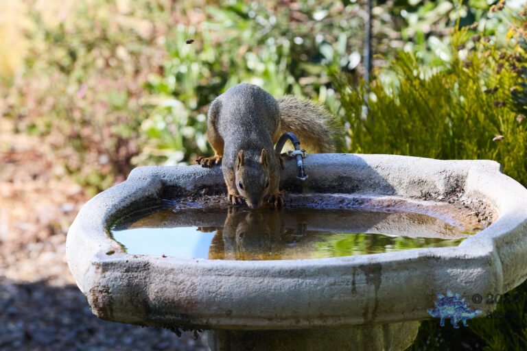 Fox Squirrel