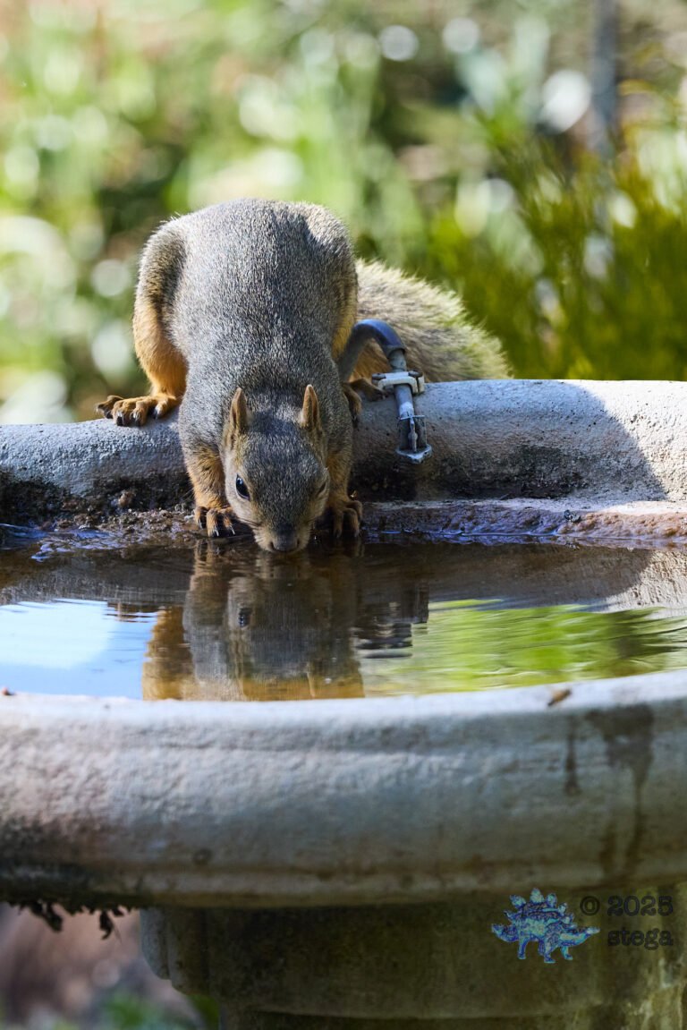 Fox Squirrel