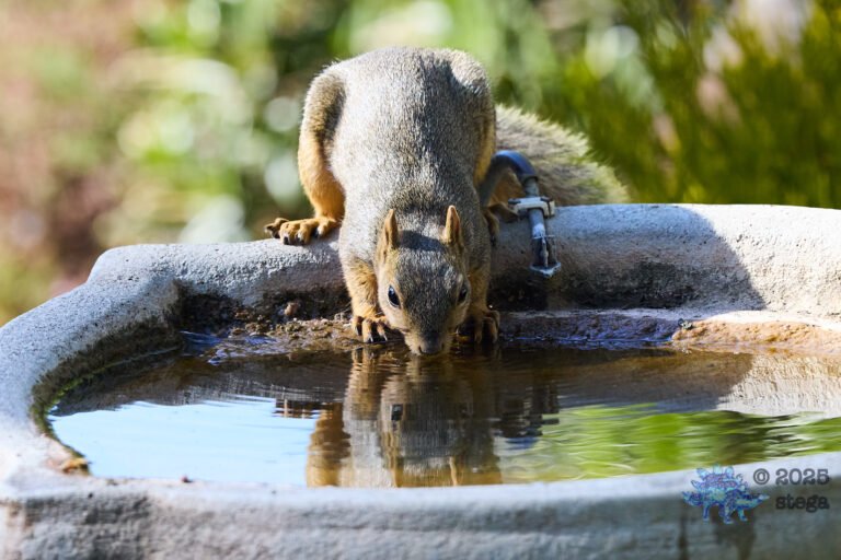 Fox Squirrel