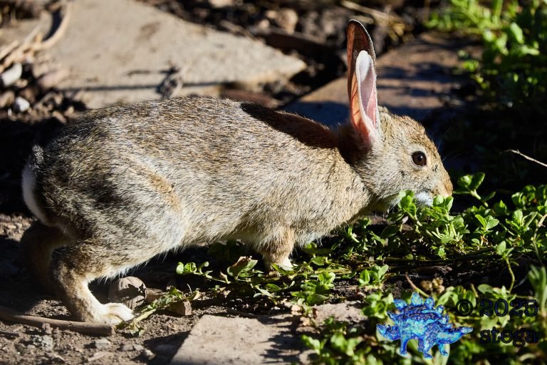 Hare