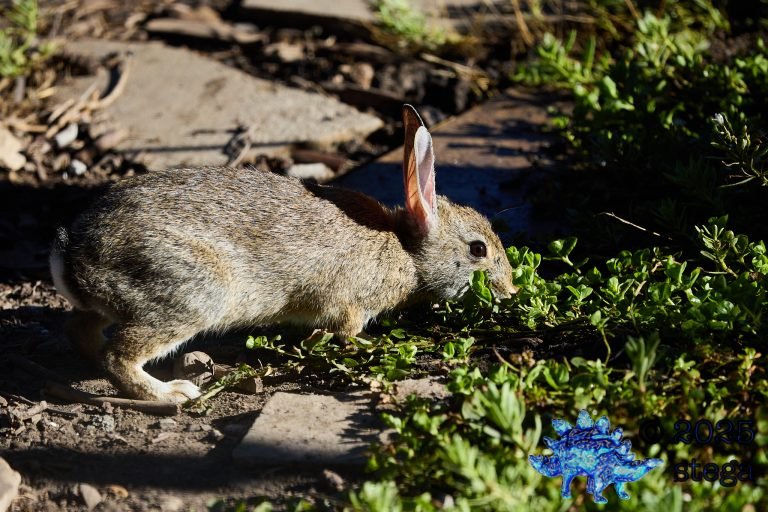 Hare