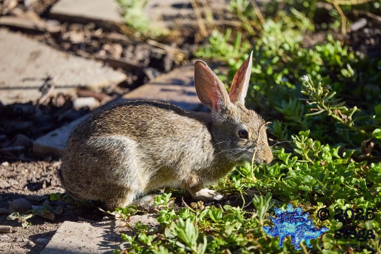 Hare
