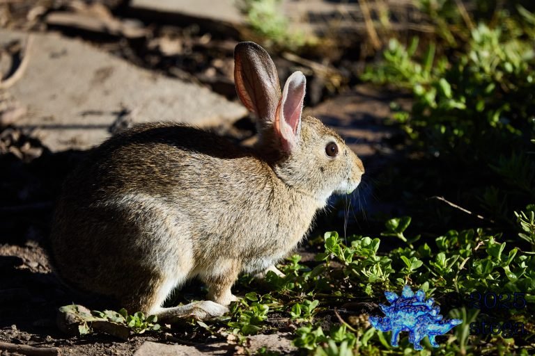 Hare