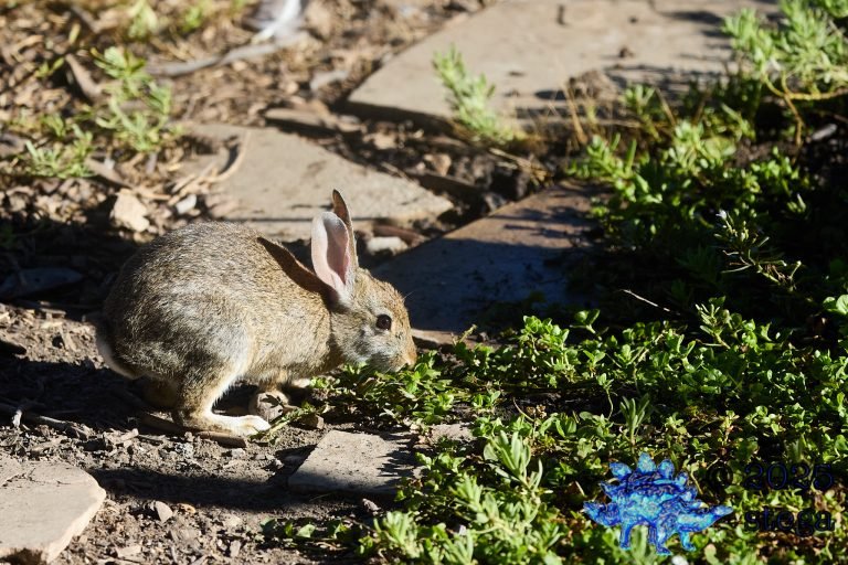 Hare