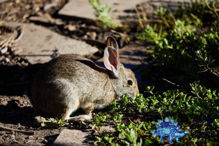 Hare