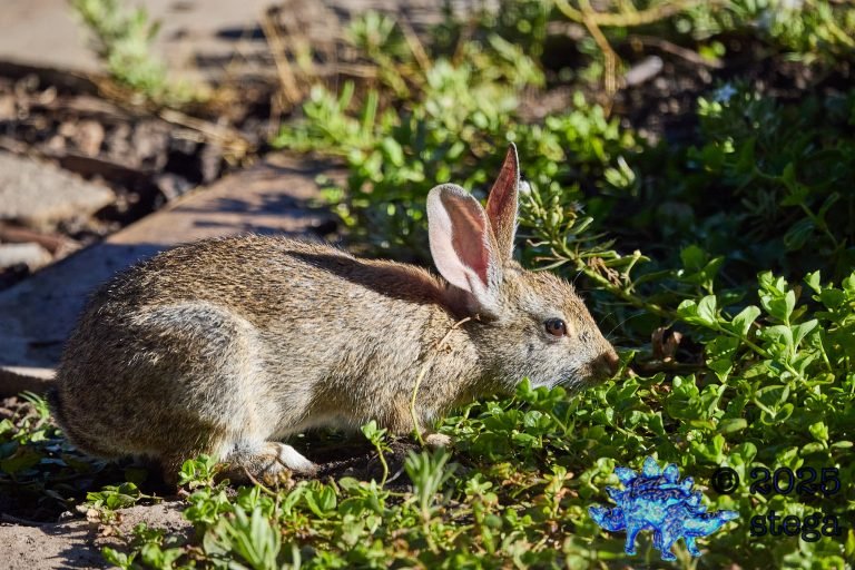 Hare