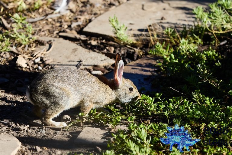 Hare