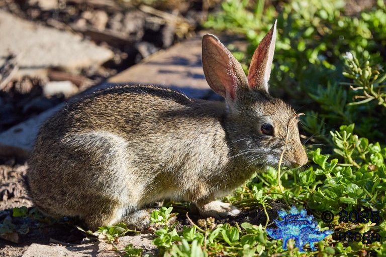 Hare