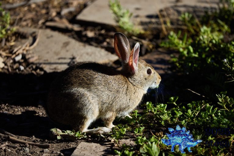 Hare