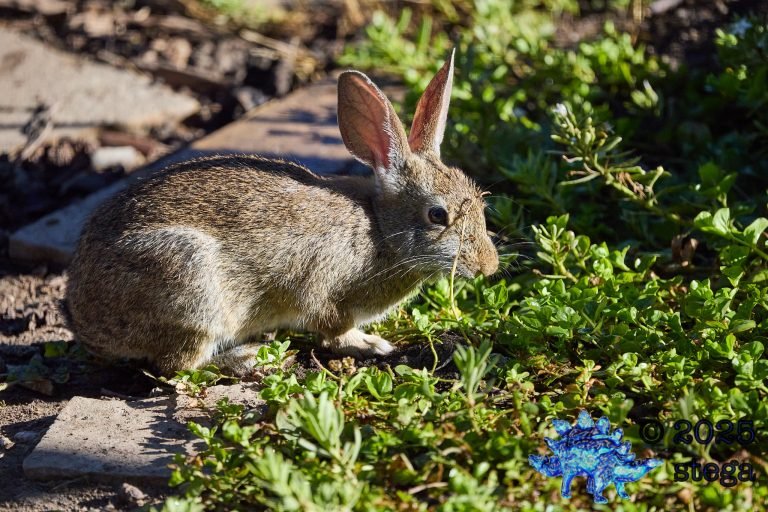Hare