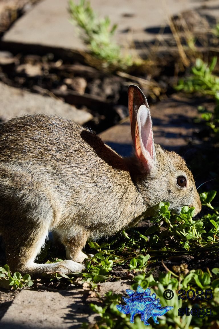Hare