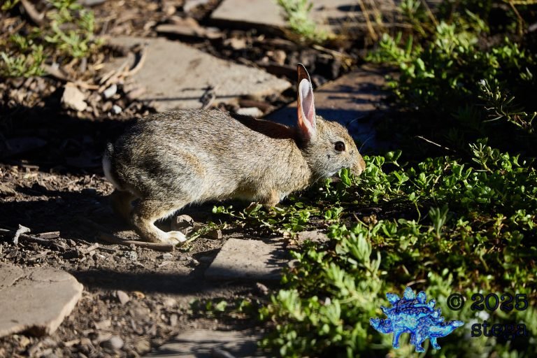 Hare