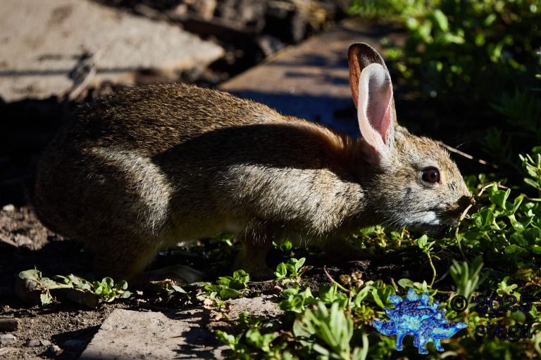 Hare