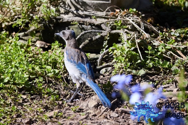California Scrub Jay