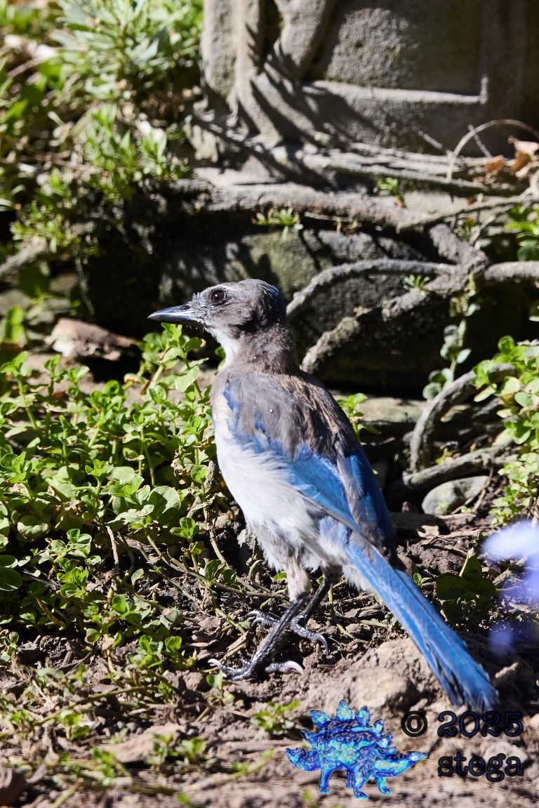 California Scrub Jay