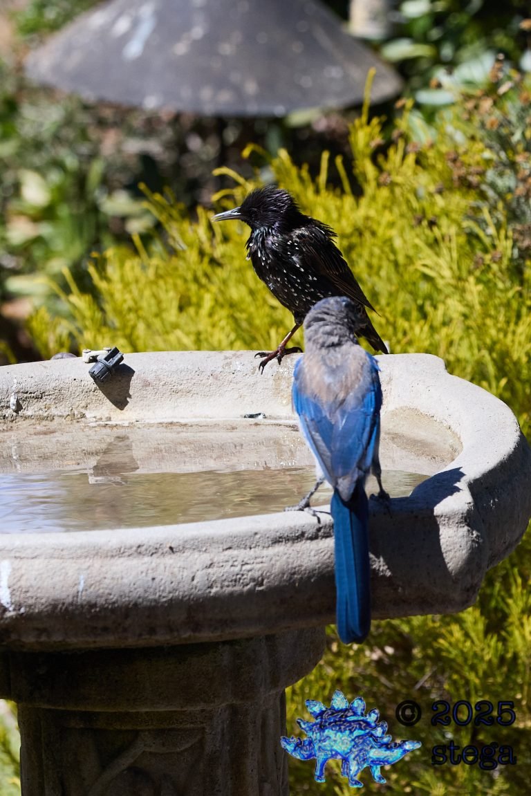 California Scrub Jay, European Starling
