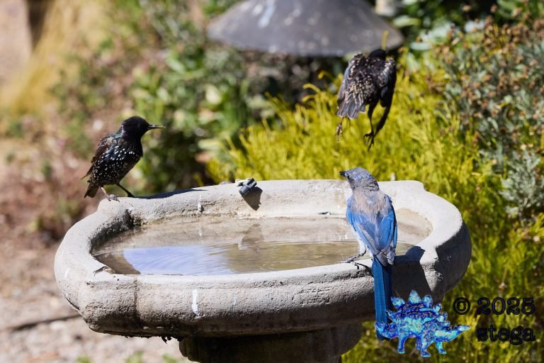 California Scrub Jay, European Starling