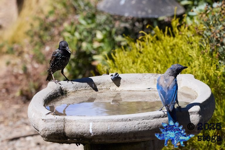 California Scrub Jay, European Starling