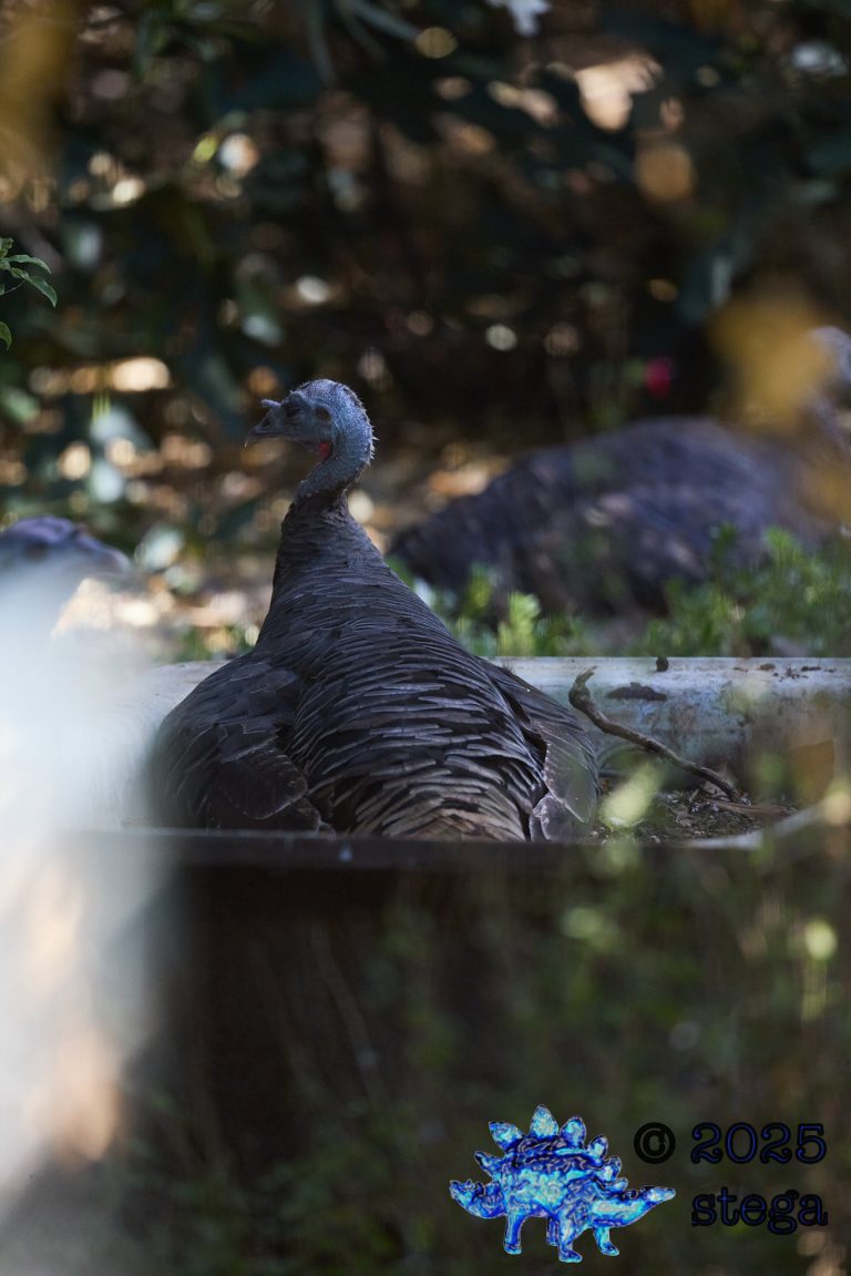 Turkey