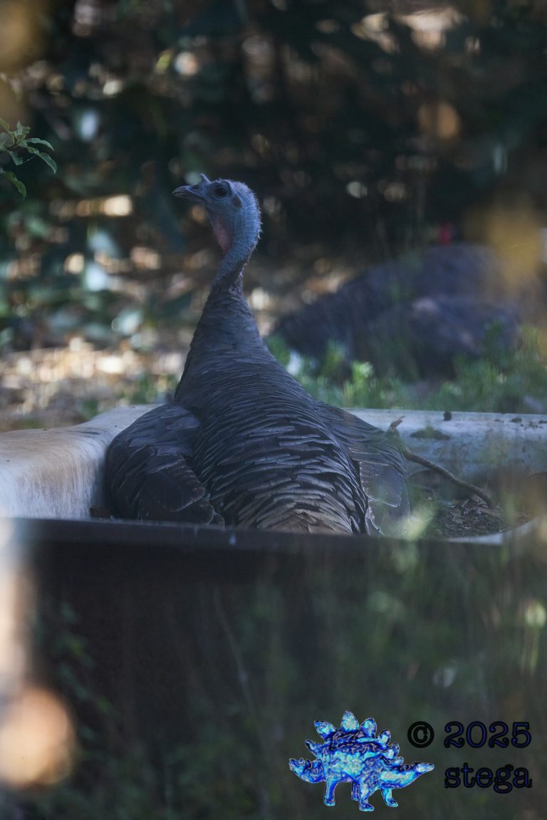 Turkey