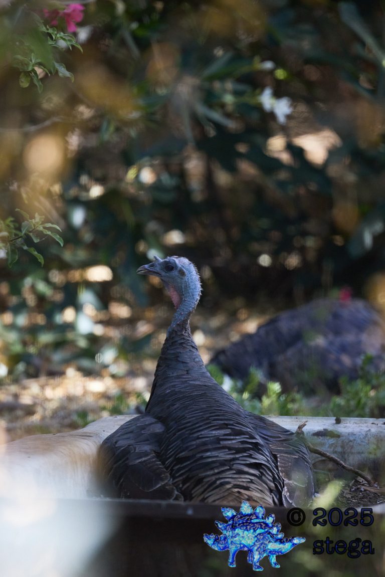 Turkey
