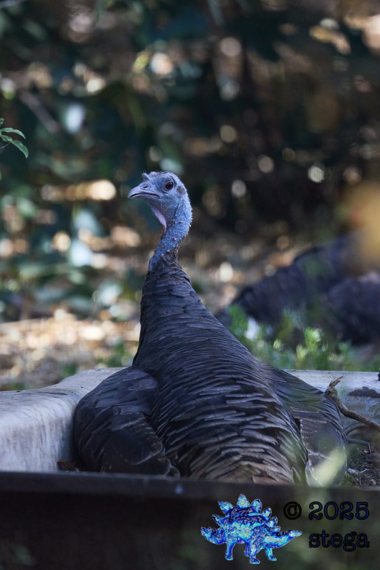 Turkey