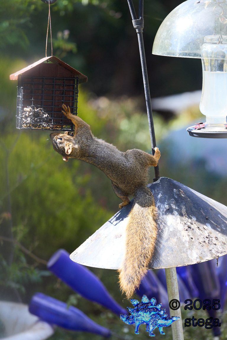 Fox Squirrel