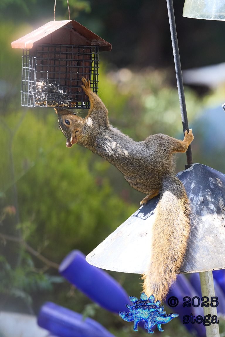 Fox Squirrel