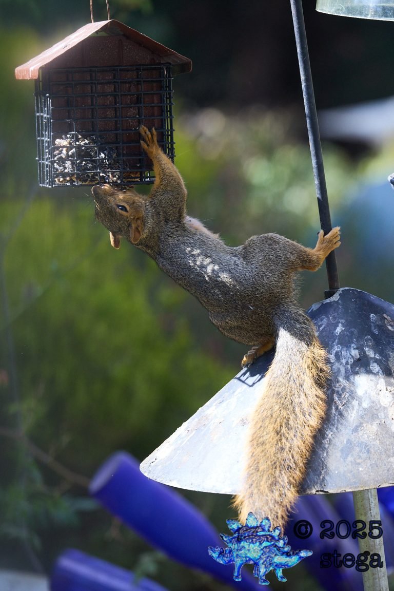 Fox Squirrel