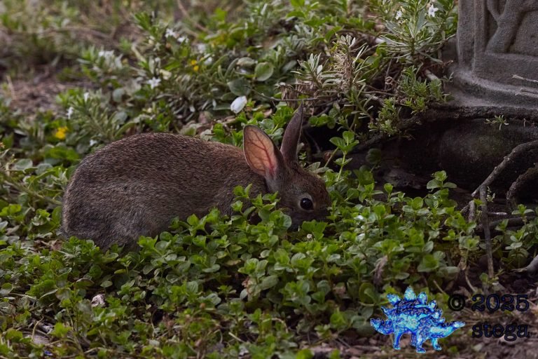 Hare