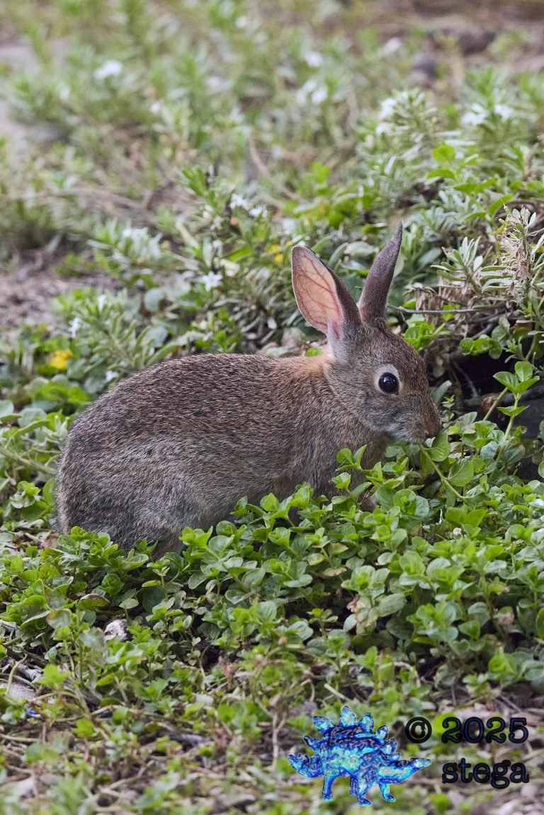 Hare